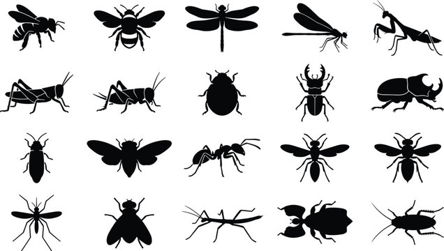 Common Insects and Bugs Wildlife Species Black Silhouette Vector Icons Set
