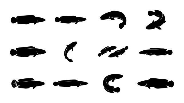 Set of 12 Black Silhouettes of Lungfish, Aquatic Creatures, and Marine Life, Vector Illustrations for Educational and Biological Content