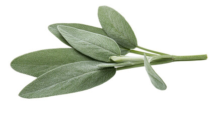 Fresh sage leaves sprig green herb plant © Miguel