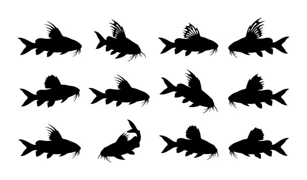 Catfish Silhouette Collection: Diverse Poses of Freshwater Fish Icons, Aquatic Animal Vector Graphics for Marine Life Design
