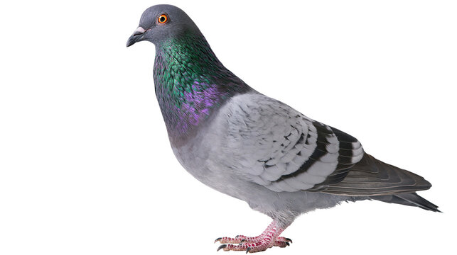 Rock pigeon with iridescent neck feathers and grey plumage