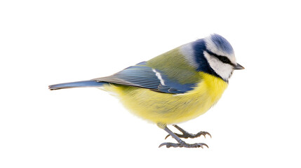 Blue tit bird with yellow and green plumage © Carmen