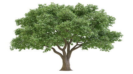 Deciduous tree with lush green foliage and thick trunk © Carmen