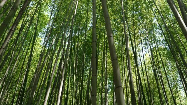 Walking through bamboo grove in Arashiyama Kyoto Japan travel scenery