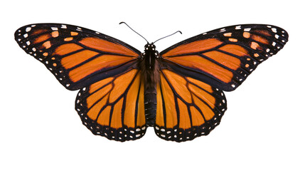 Monarch butterfly with orange black, and white wings spread open © Miguel