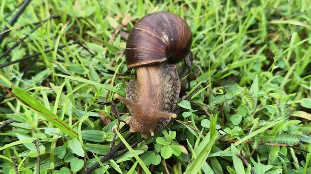 Lissachatina fulica or giant African land snail. It &nbsp;is a species of large&nbsp;land snail&nbsp;that belongs in the subfamily Achatininae of the family&nbsp;Achatinidae. snail in the grassfield.