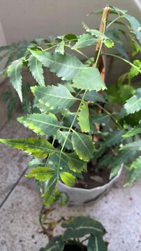 Healthy neem tree (Azadirachta indica) growing in a pot on a home balcony in Dhaka, Bangladesh. Evergreen foliage in an urban garden with natural daylight and fresh green leaves.