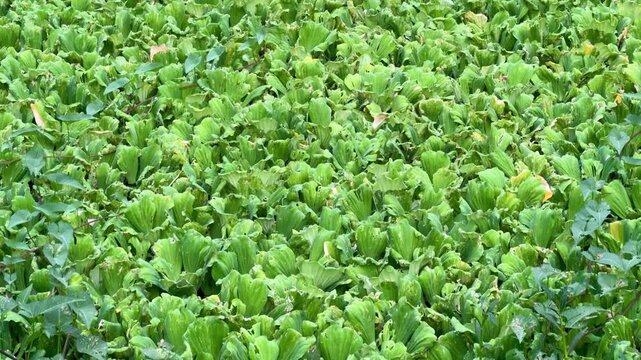 Dense Green Water Lettuce Aquatic Plants Covering Surface of Pond