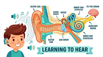 Human Ear Anatomy Diagram: Learning to Hear, Sound Waves to Brain © doreng