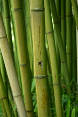 Obraz premium Closeup of tall bamboo trunks growing in a peaceful bamboo grove. Natural woodland scene with dense vegetation, vertical stems and lush green environment