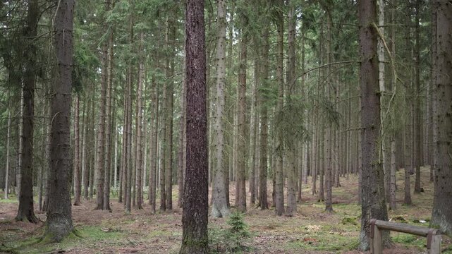 Dense conifer forest with tall pine and spruce trees creating peaceful woodland scenery natural textures quiet wilderness fresh outdoor atmosphere for peaceful getaways