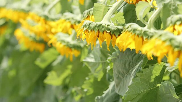 Drooping sunflowers at harvest time in agricultural field