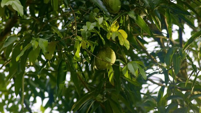 Fresh mamey sapote fruit hanging from branch in tropical garden at golden hour.
