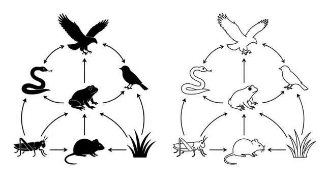 Food Web Ecosystem Diagram Illustrating Energy Flow in Nature