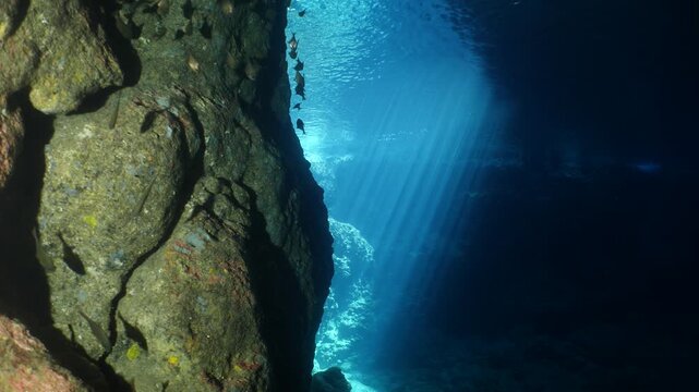 school of shiny fish in cave underwater silversides with scuba divers ocean scenery