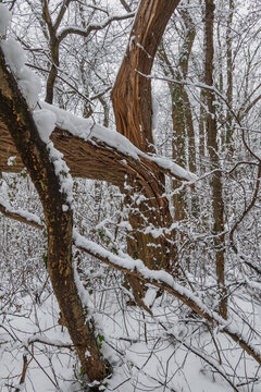 Winter Forest Scenery