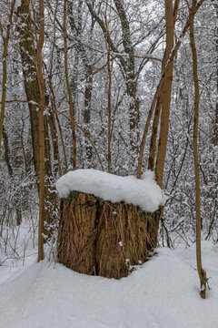 Snow Cap On Tree Stump In Forest