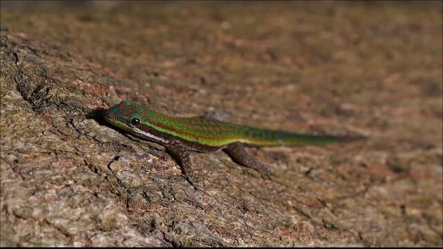 Ornate Day Gecko endangered endemic species of Mauritius in natural environment 