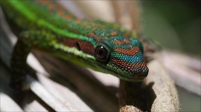 Close-up of a blue tailed Ornate Day Gecko endangered endemic species of Mauritius in natural habitat 