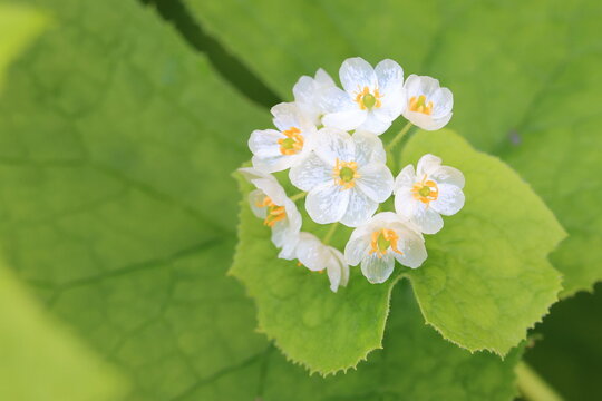 白くて透けて透明になったサンカヨウの花