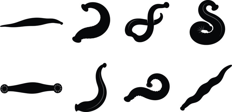 Worm and Leech Silhouette Vector Set with Crawling Invertebrate Animal Collection