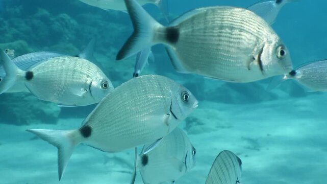 underwater fish scenery from mediterranean  sea breams ocean scenery underwater landscape seabreams  Diplodus sargus