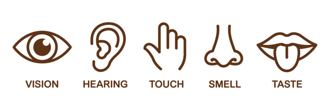 Five senses icon featuring human sense organs, taste, sight, touch, smell, hearing symbols, eye, ear, finger, nose and lips vector