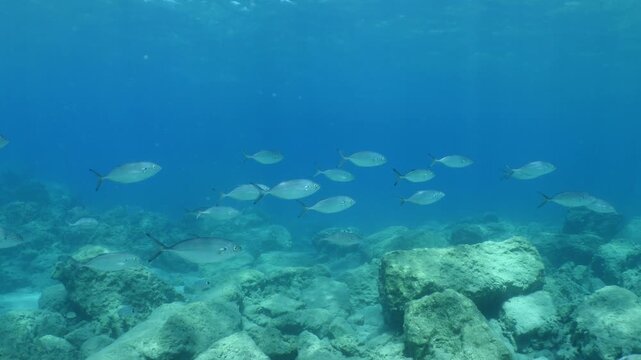 underwater fish scenery from mediterranean  sea breams ocean scenery underwater landscape seabreams  Diplodus sargus