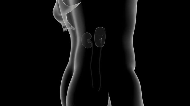 x ray of a human body