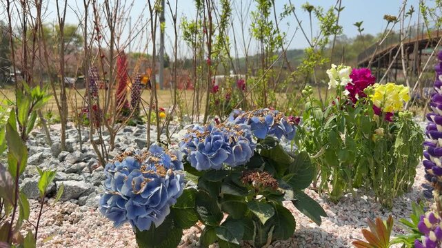 Beautiful blue hydrangea blooming alongside colorful spring flowers and white pebbles in a sunny public botanical garden