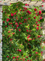 Naklejka premium Bright red roses grow on a white trellis in a garden during a sunny afternoon