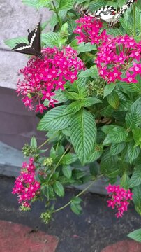 Butterfly resting on pink pentas flowers in a lush garden, Beautiful butterfly feeding on vibrant pink blossoms outdoors, Close up of a butterfly on bright pink starflowers in summer