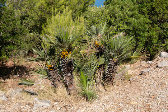 Parco Monte Catalfano (mount Catalfano park) in the province of Palermo, Sicily