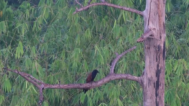 Greater Coucal Giving Repeated Synchronized Hoot Calls from Natural Perch, Palawan Philippines
