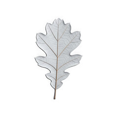 Fototapeta premium Single silver oak leaf isolated