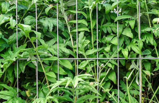 Green Garden Plants Growing Behind Metal Fence