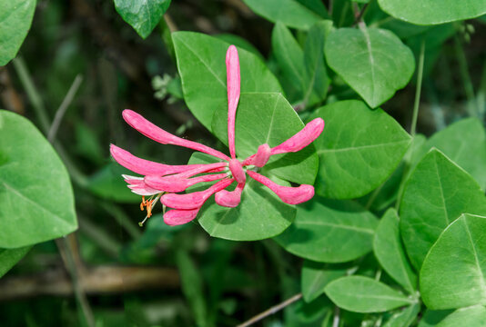 Pink Honeysuckle Flower in Bloom with Green Leaves, Close-Up Nature Background