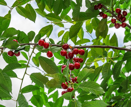 Ripe Red Cherries on Tree Branch with Green Leaves