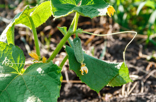 Young Cucumber Growing on Vine in Garden Bed