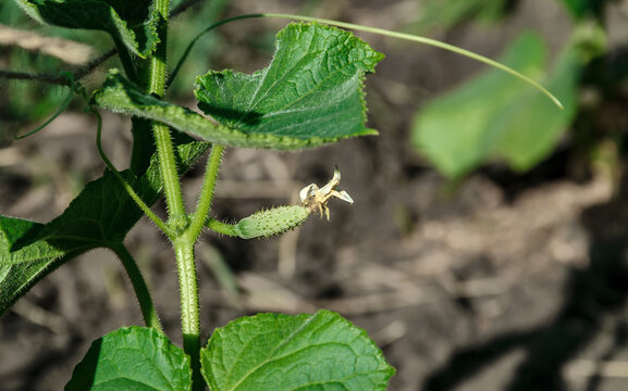 Tiny Cucumber Fruit with Faded Blossom on Vine
