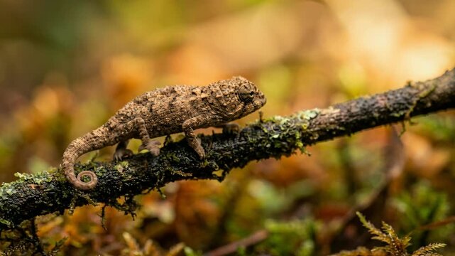 brookesia micra chameleon close up at a tree branches  golden light madagascar video