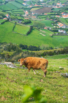 Una vaca marr&oacute;n en un prado verde de monta&ntilde;a, con una vista panor&aacute;mica de campos agr&iacute;colas divididos y un peque&ntilde;o pueblo tradicional al fondo.