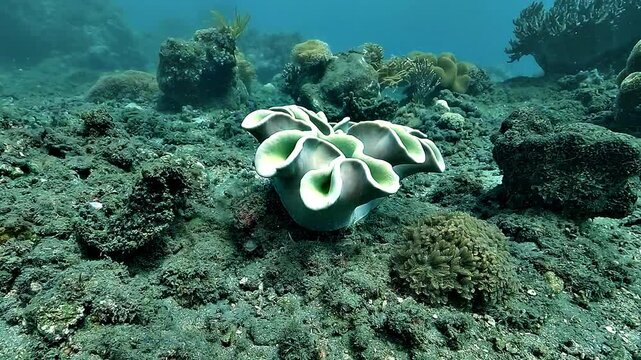 Pale green mushroom leather coral, Sarcophyton sp., displays delicate bottlebrush-shaped polyps on a tropical reef.