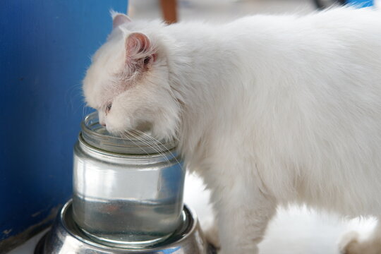 close up of white cat head drinking from a jar.. white persian cat drinking fresh water from a glass jar. domestic feline thirsty