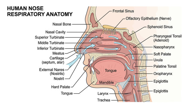Human Nose Anatomy Diagram - Respiratory System and Olfactory Epithelium
