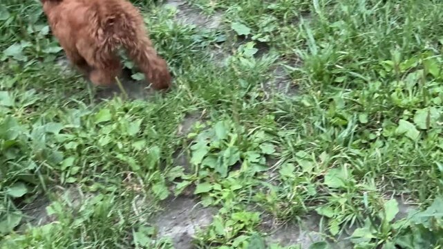 Playful Toy Poodle running along paved path and jumping onto green grass with joyful energy during outdoor walk on sunny summer day