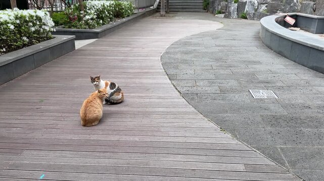 Calico stray cat approaching a ginger tabby cat on a wooden deck pathway in an urban public park