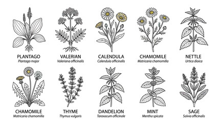 Botanical Illustrations of Medicinal Herbs and Plants © vinci