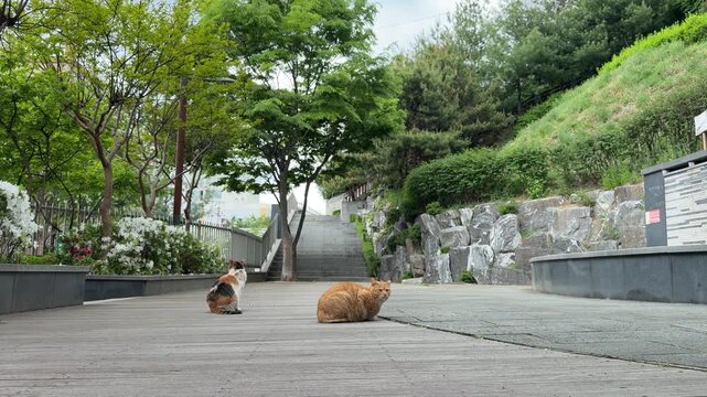 Two stray cats sitting together on a wooden deck pathway looking towards stone steps in a public park