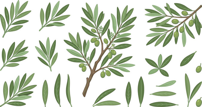 Olive branch and green leaves vector collection featuring hand drawn style botanical elements olive twigs foliage and single olives isolated on white background